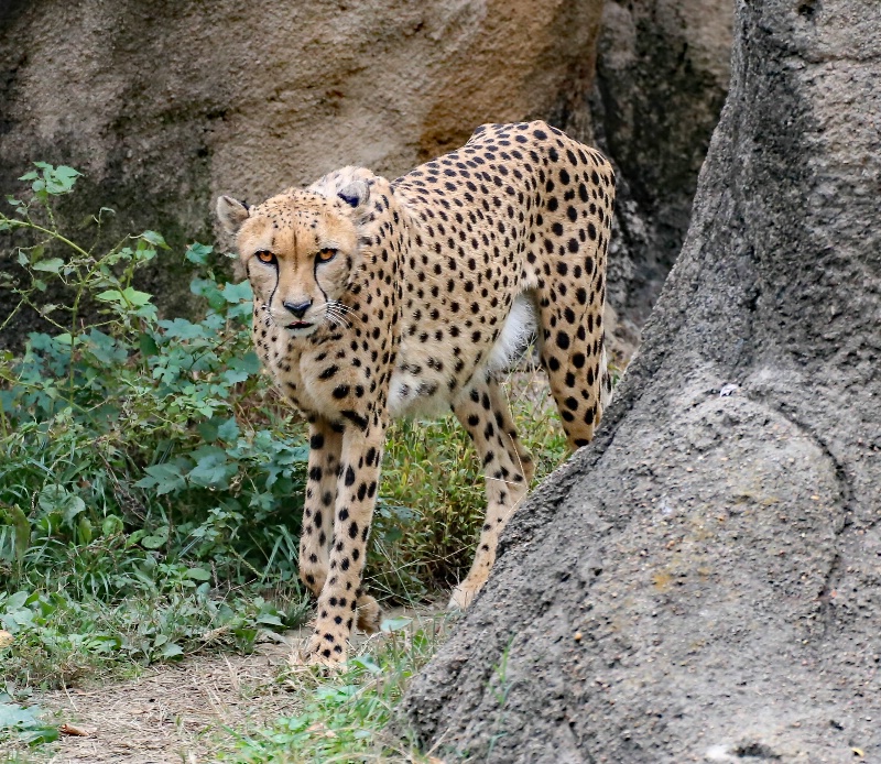 cheetah 