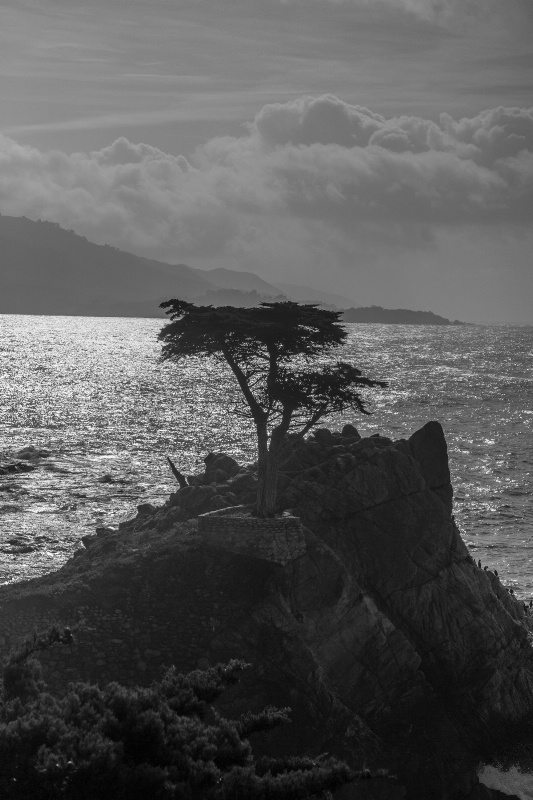 Lone Cypress