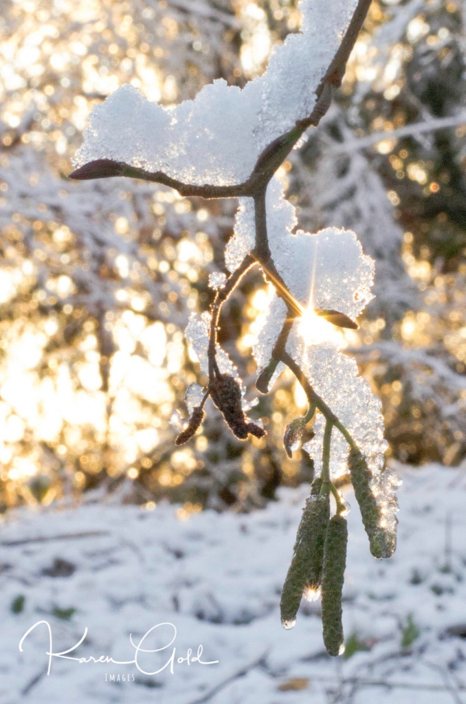 Winter Sunrise