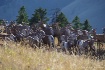 Montana Herd