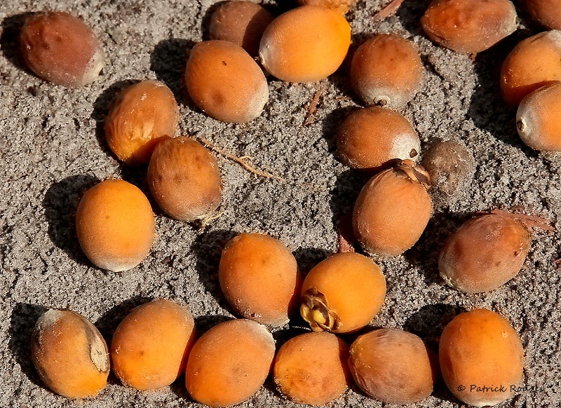 Palm Tree Fruit