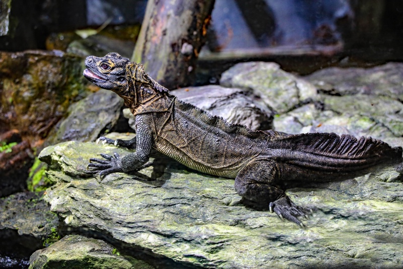 Philippine Sailfin Dragon