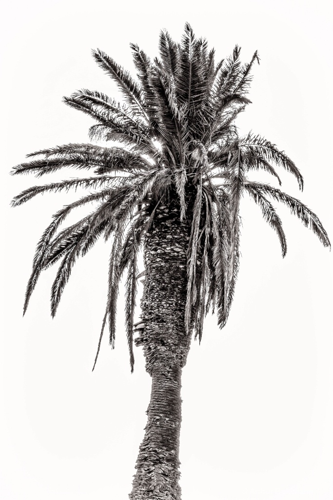 Palm 