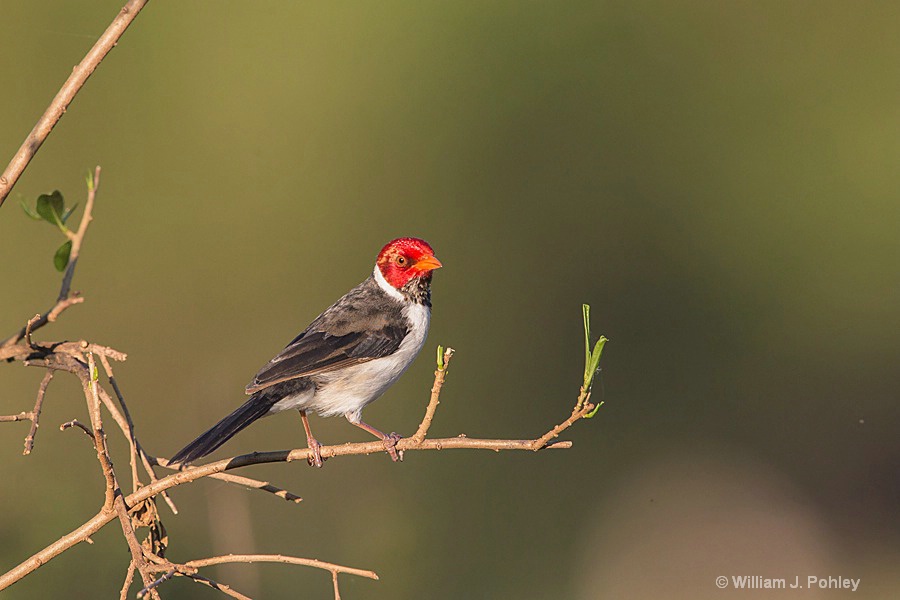Yellow-billed Cardinal - ID: 15285965 © William J. Pohley