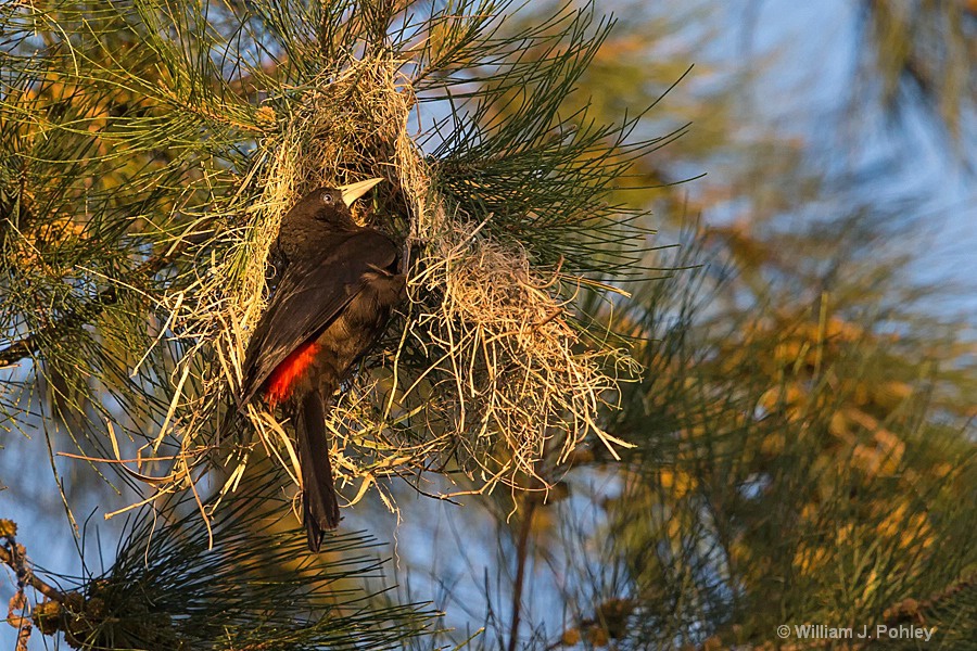 Red-rumped Cacique nest building - ID: 15285970 © William J. Pohley