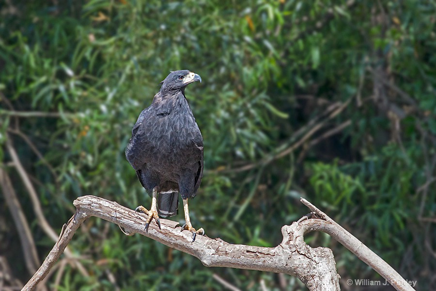 Great Black-Hawk - ID: 15285975 © William J. Pohley
