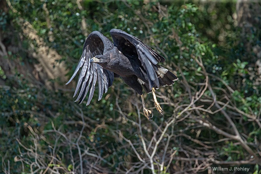Great Black-Hawk take off - ID: 15285976 © William J. Pohley