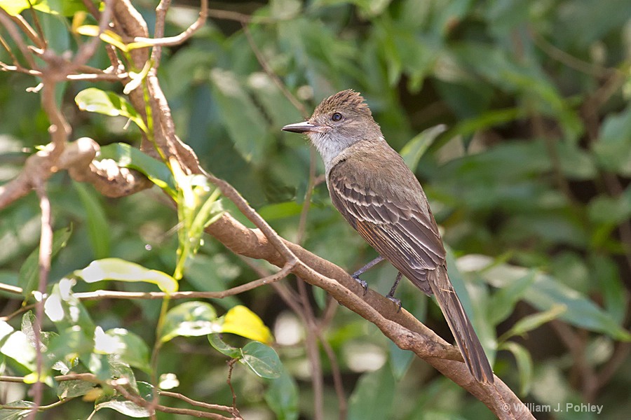 Brown-crested Flycatcher - ID: 15285978 © William J. Pohley