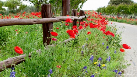 Red Poppies