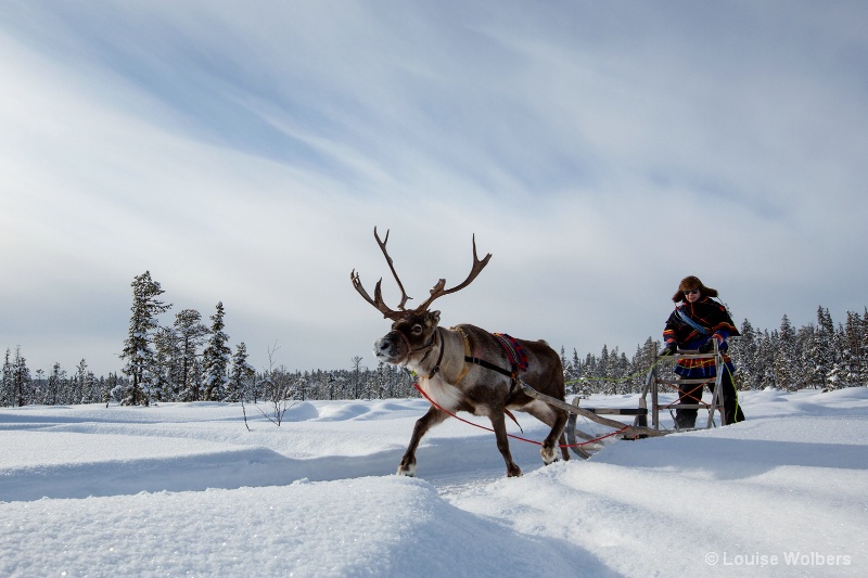 Reindeer Sled Ride - ID: 15286111 © Louise Wolbers