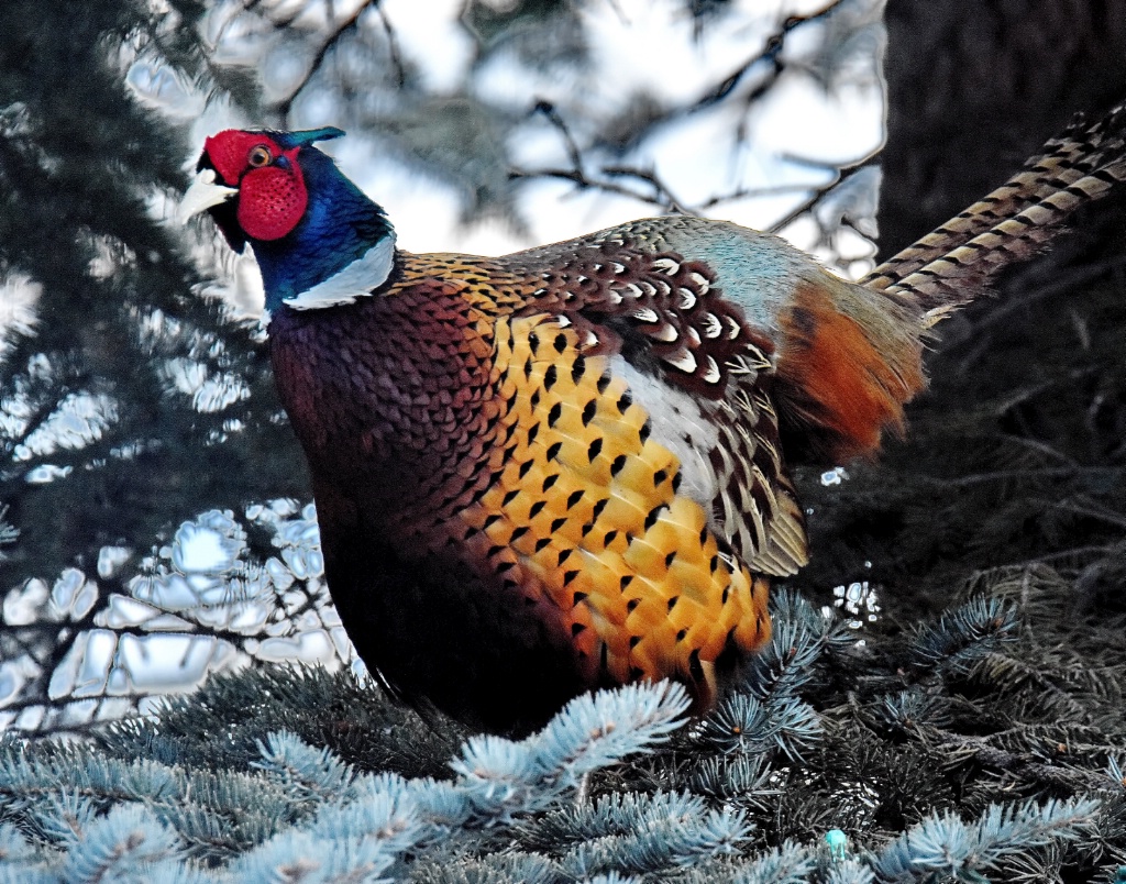 A Pheasant In A Spruce Tree