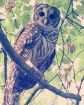 Young Barred Owl