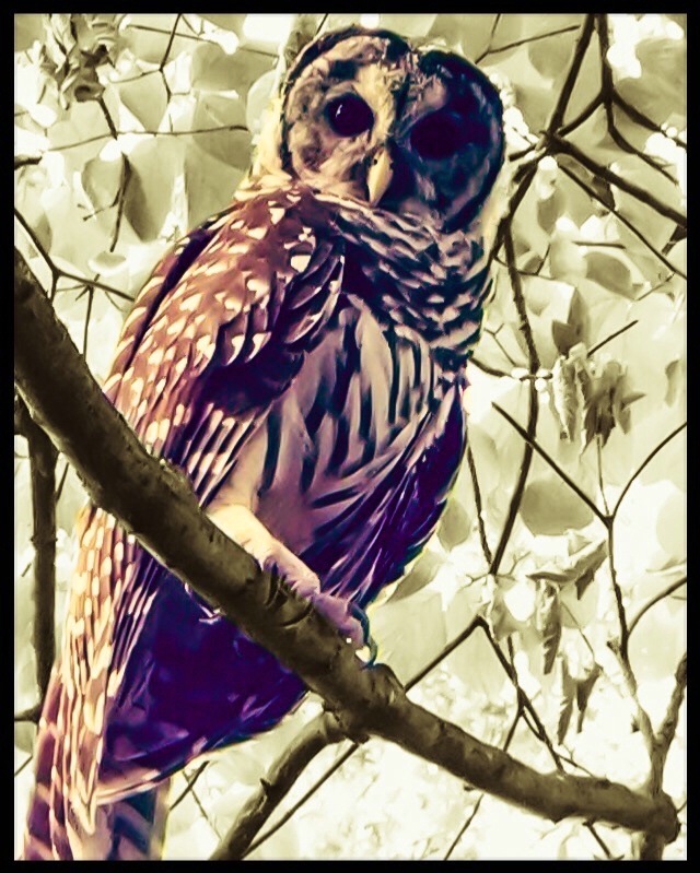 Young Barred Owl (w photoshop effects)