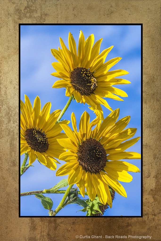 Three-Sunflowers-DSC0075