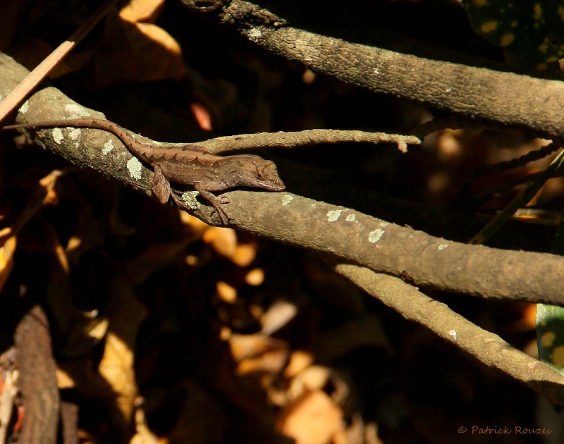 Camouflaged 