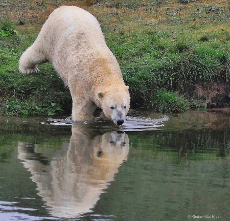 Thirsty Polar Bear