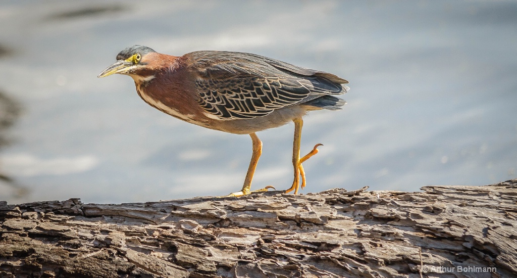 Green Back Heron