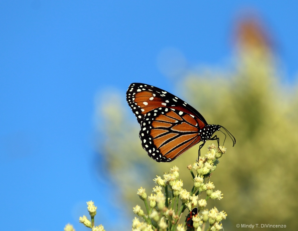 Monarch Migration 1