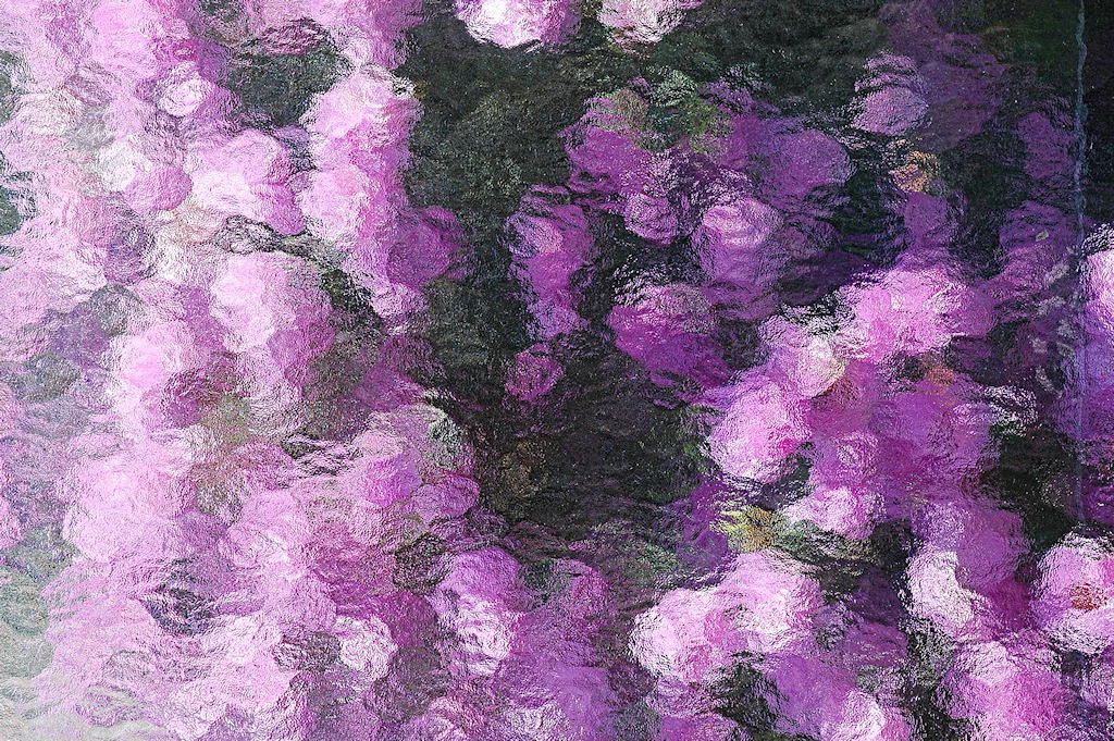 Rhododendron Shower