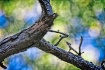 Tree Abstract