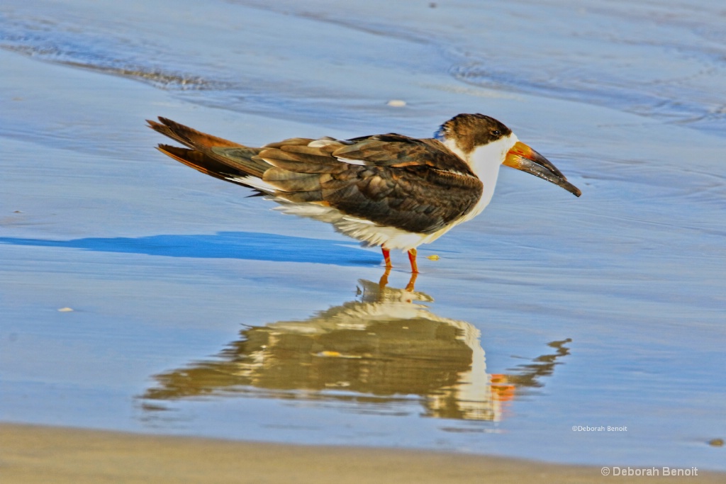 Black Skimmer