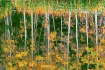 Fall Reflections ...