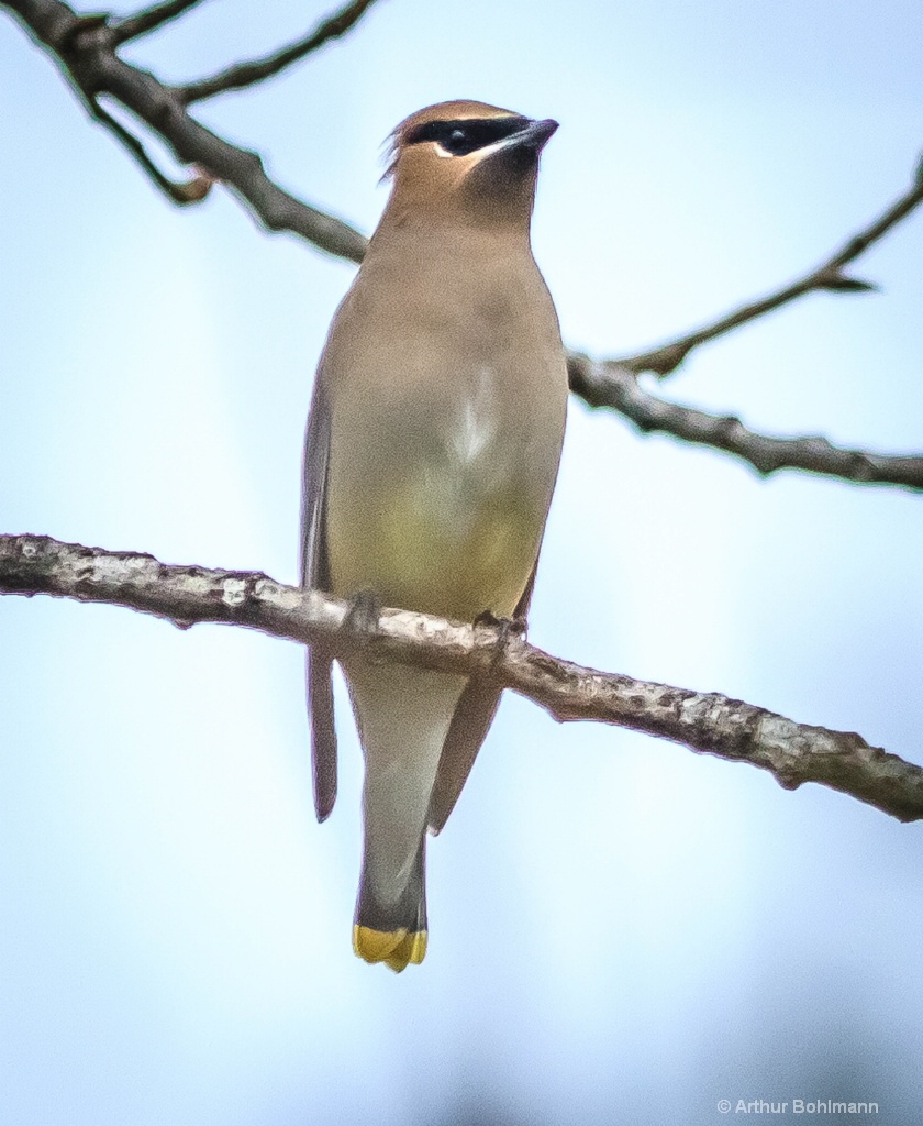 Cedar Waxwing