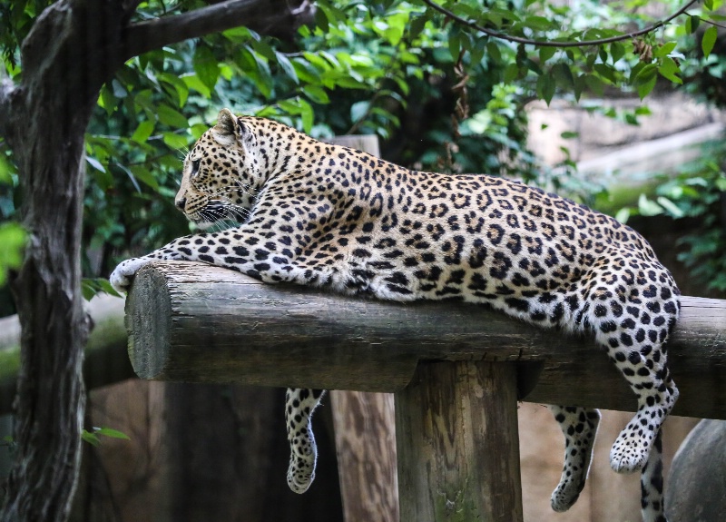 Jaguar 