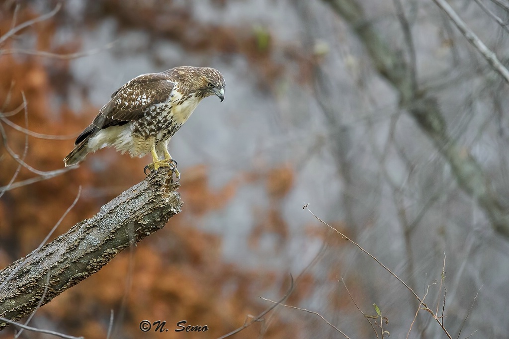 Red -Tailed