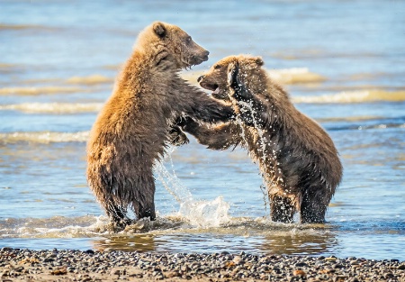 Bear Cub Squabble   
