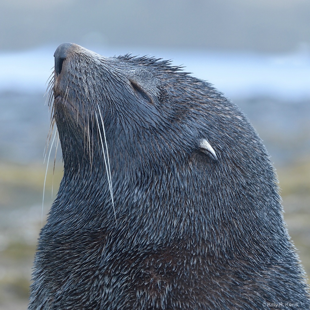 Snooty Antarctic Fur Seal  - ID: 15288032 © Kitty R. Kono