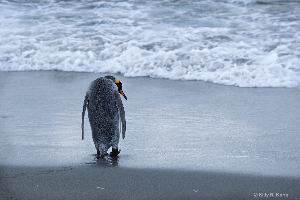 King Penguin going out to sea - ID: 15288034 © Kitty R. Kono