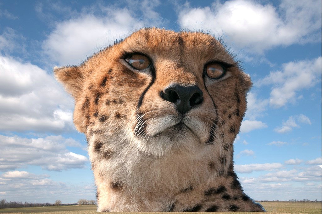 Cheetah- Kenya Africa- Masaii Mara - ID: 15288062 © Bob Miller