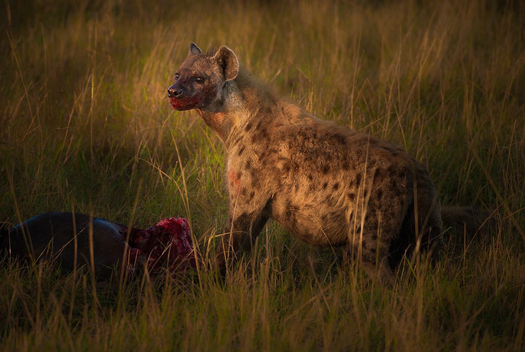 Hyena Kill- Kenya Africa - ID: 15288063 © Bob Miller