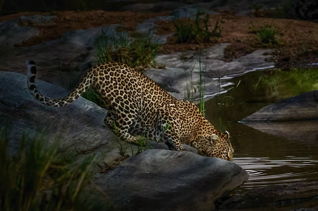 Leopard - Early Morning Drink- Masaii Mara Kenya - ID: 15288064 © Bob Miller