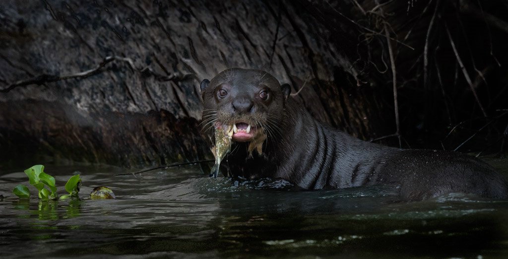 Giant Otter- Brazil Panthanal - ID: 15288065 © Bob Miller