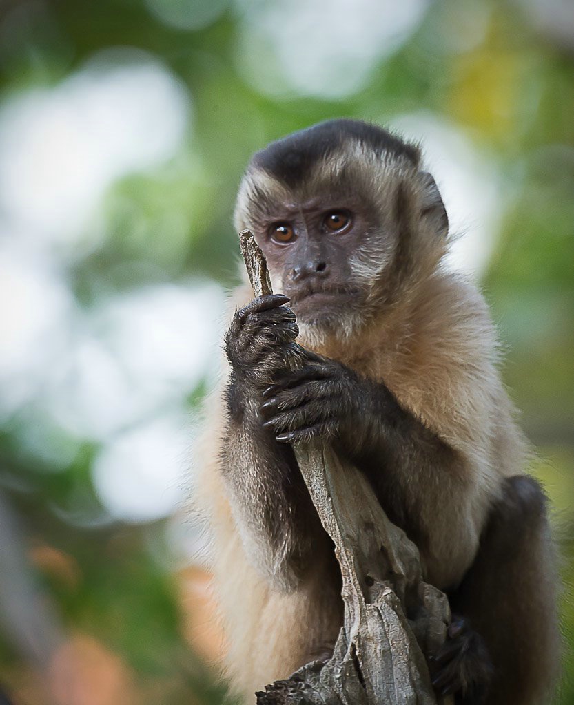 Monkey- Brazil Panthanal - ID: 15288068 © Bob Miller