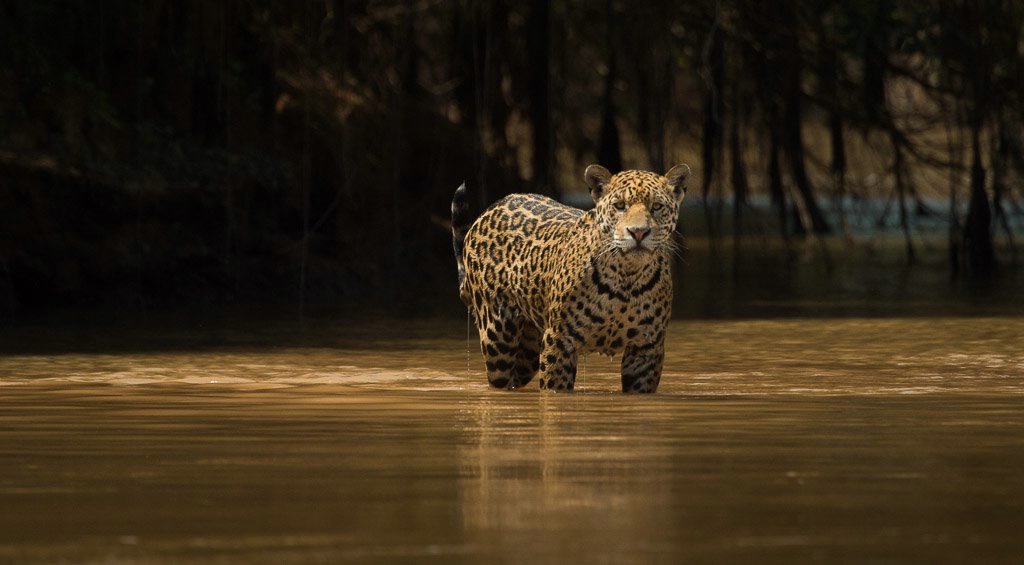 Jaguar Hunting-  Brazil Panthanal - ID: 15288069 © Bob Miller