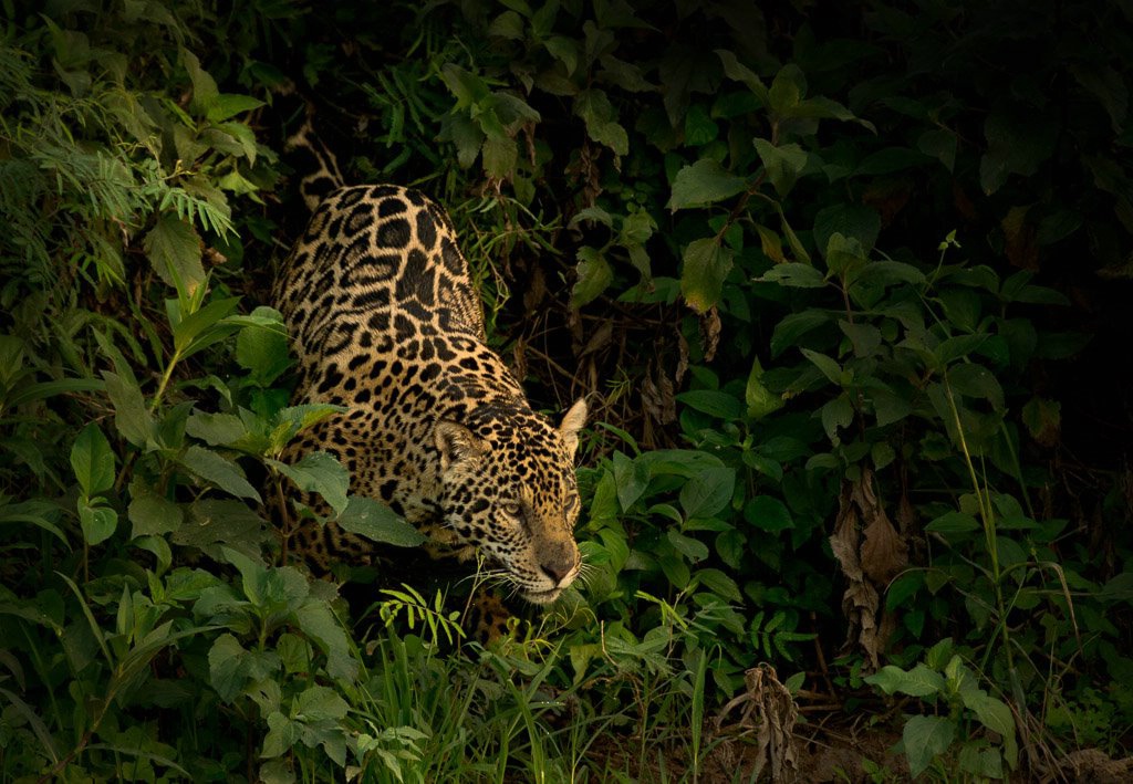 Jaguar Hunting - Brazil Panthanal - ID: 15288070 © Bob Miller