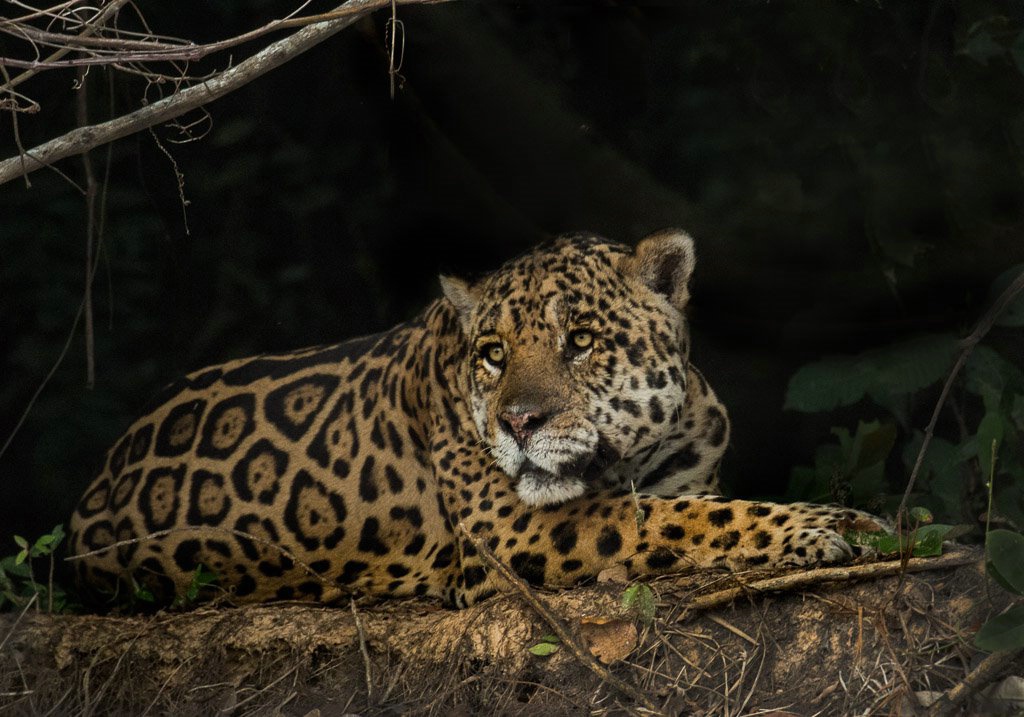 Jaguar - Brazil Panthanal - ID: 15288071 © Bob Miller