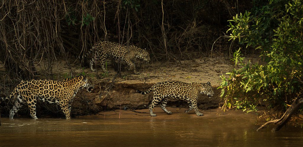 Jaguar Family- Brazil Panthanal - ID: 15288072 © Bob Miller