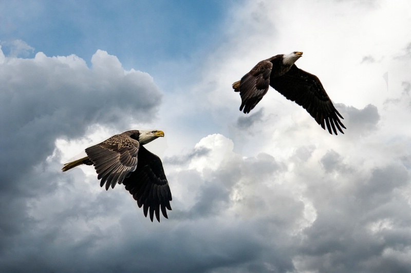 Fly Like an Eagle - ID: 15288091 © Bob Miller