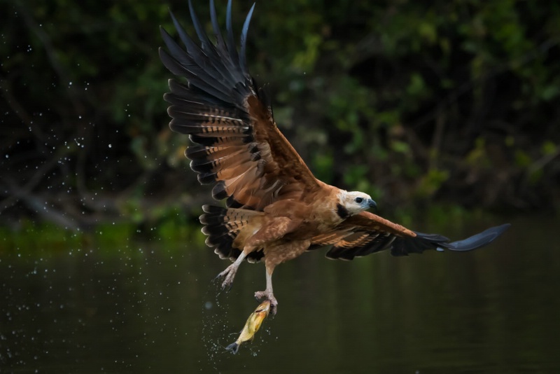Black Shouldered hawk - ID: 15288092 © Bob Miller