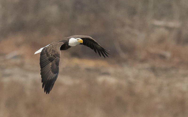 Eagle at Conowingo - ID: 15288093 © Bob Miller