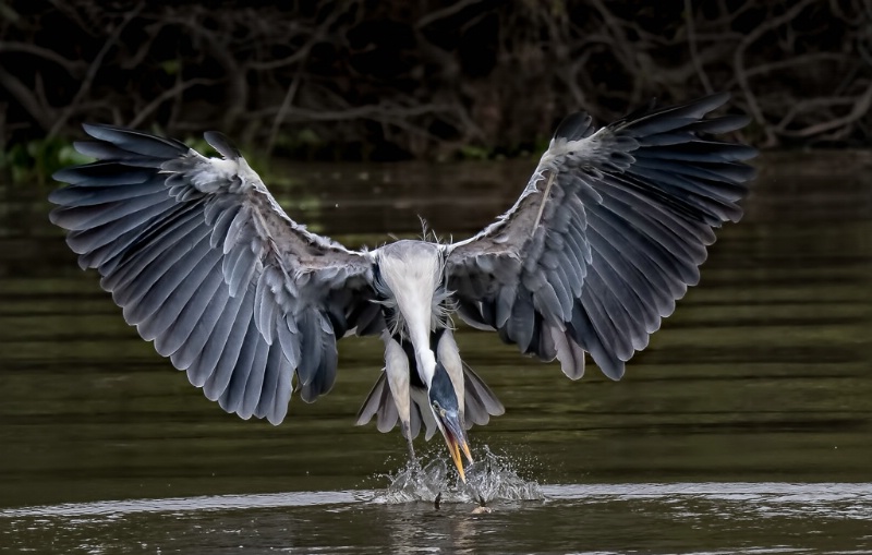 Heron Fishing- Brazil Panthanal - ID: 15288100 © Bob Miller