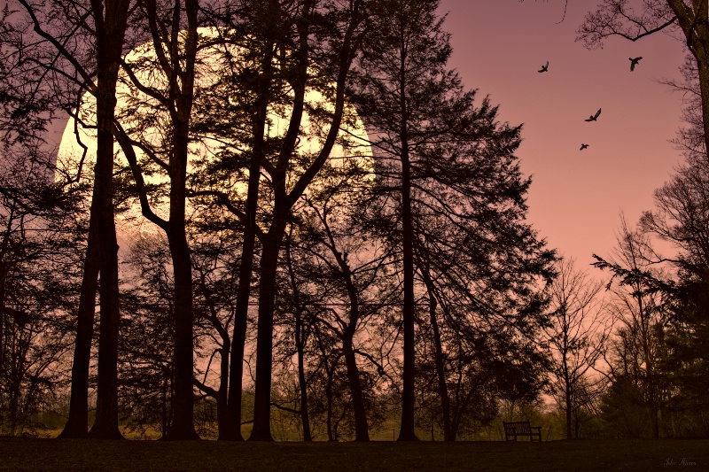 Moon Lit Silhouette