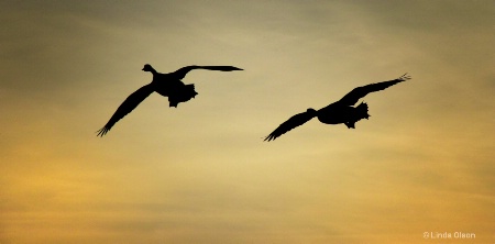 Geese in Flight at Sunset