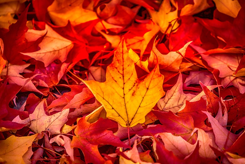 Autumn's Finale - ID: 15288704 © Jeff Robinson