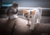  Miss Mitty