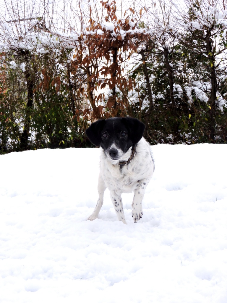 the dog in the snow 